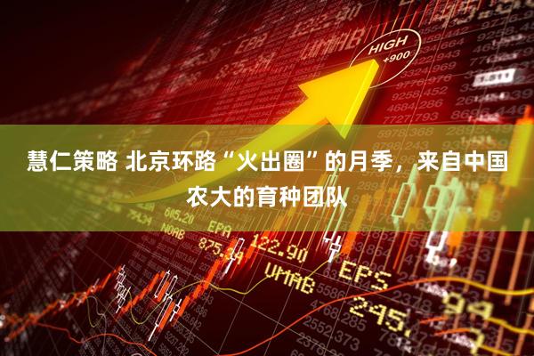 慧仁策略 北京环路“火出圈”的月季，来自中国农大的育种团队